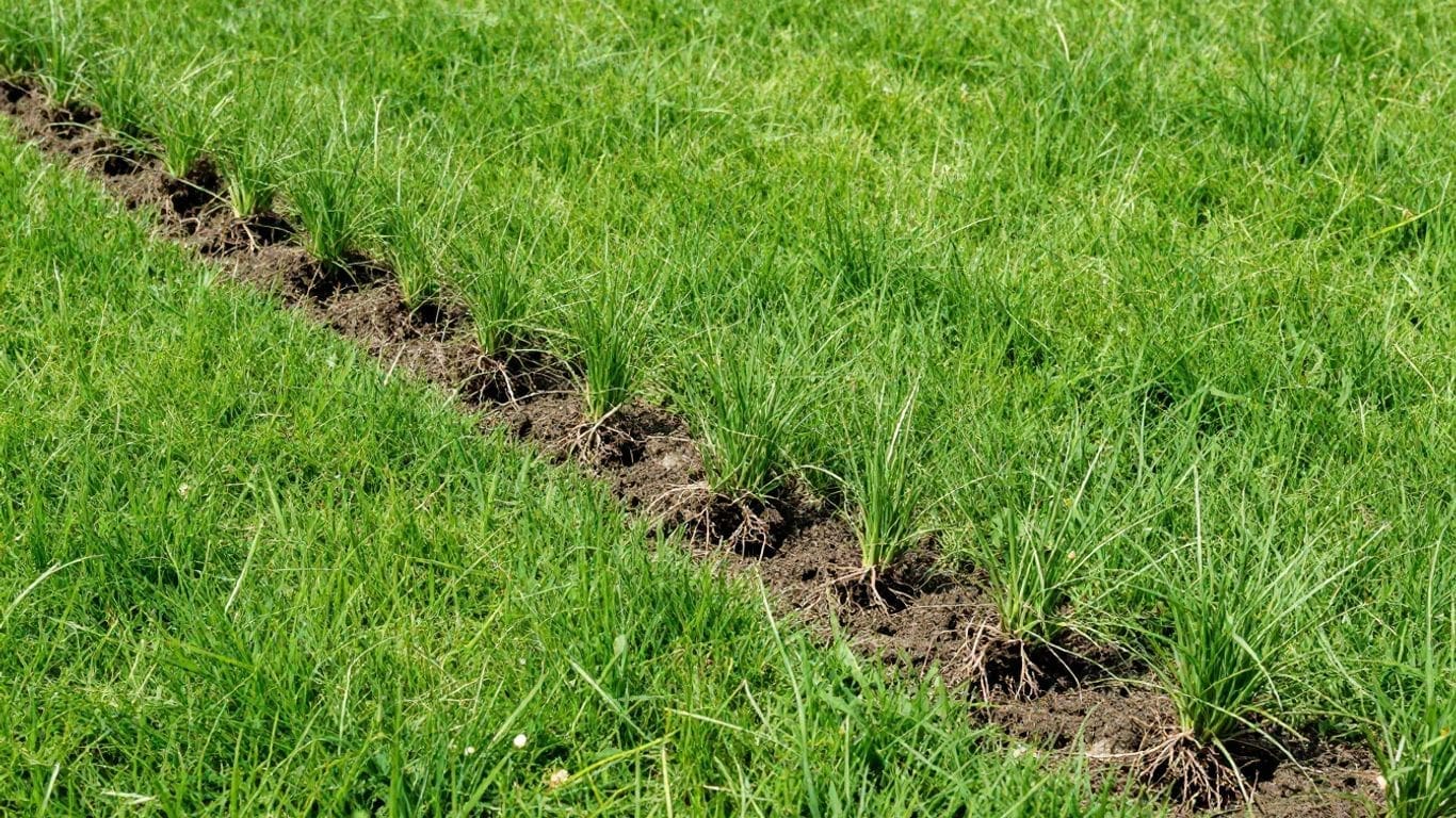 row of young green plants in soil on grassy field