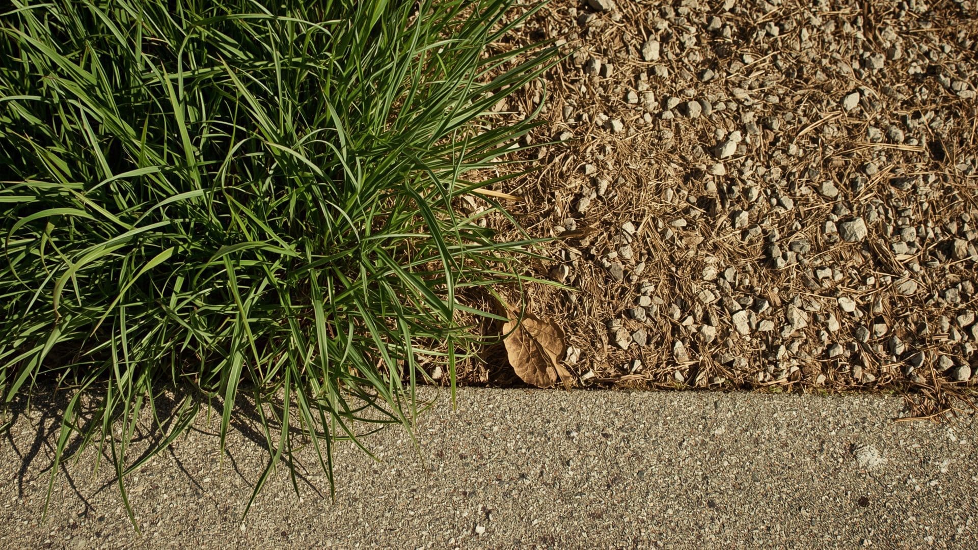 Tall fescue lawn remaining green beside dry stressed turf in summer drought conditions