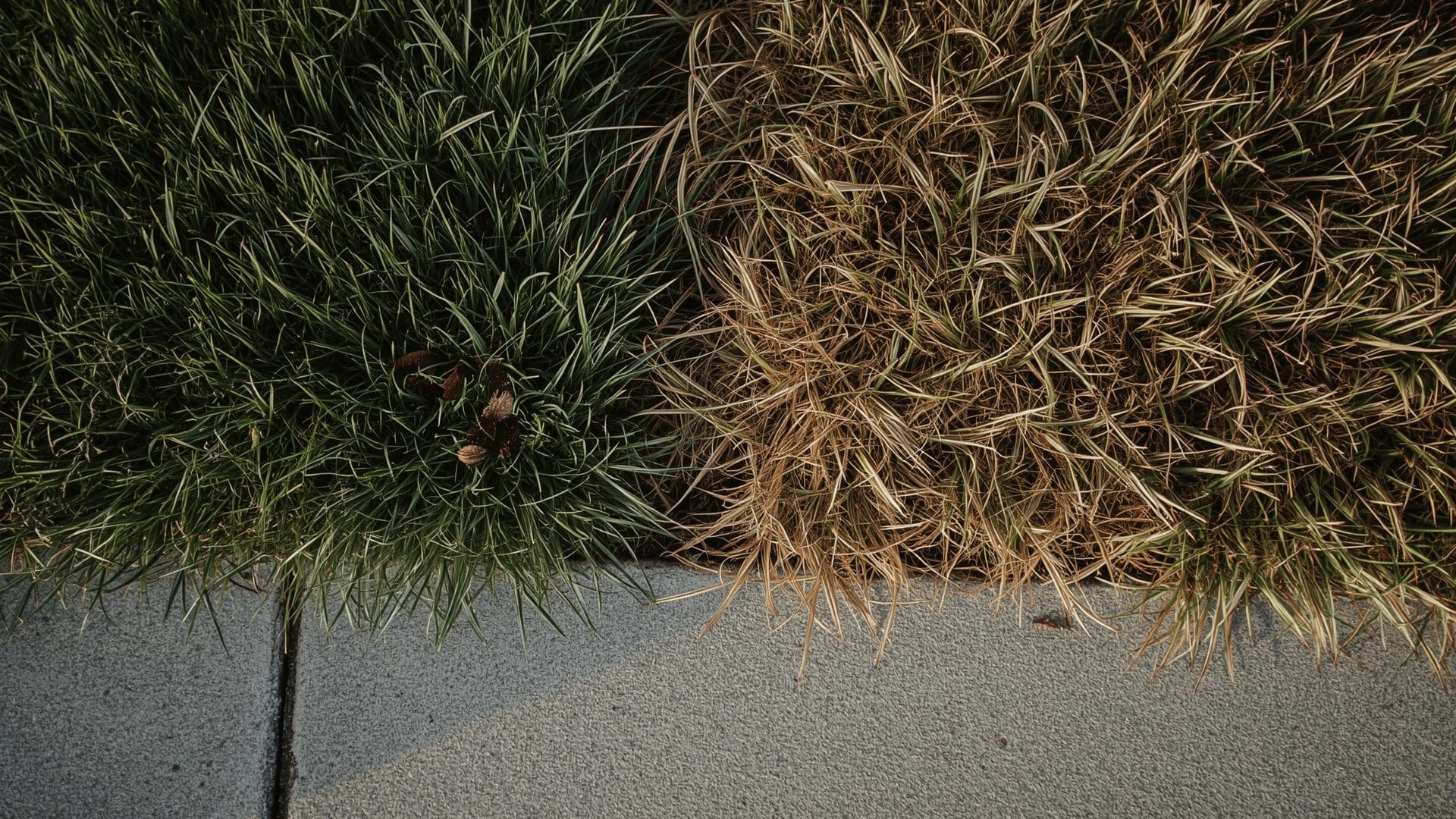 Overhead view showing contrasting cool-season and dormant warm-season grass types in autumn lawn